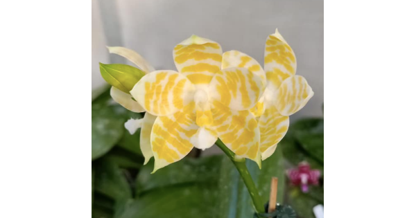 Орхiдея Phal. KS Super Zebra Golden Zebra - купити, доставка Україна